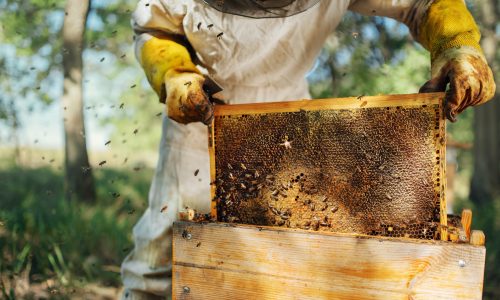 Saypro Training Course Saqa 116270 Manage sites for bee keeping NQF Level 03 Credits 02